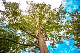 Best Fruit Tree Pruning  in Skagway, AK