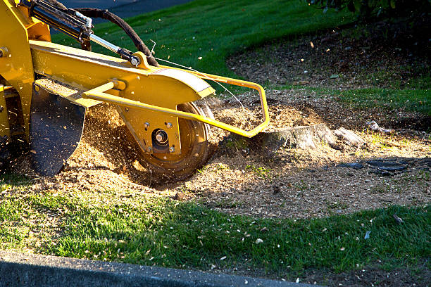 Tree and Shrub Care in Skagway, AK